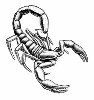 skorpion_d