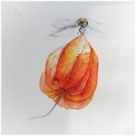 Vinteri